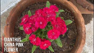 Dianthus China Pink Flower Plant