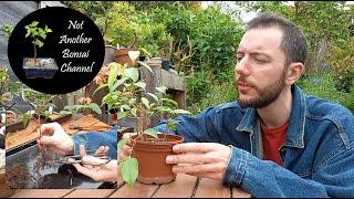 It's Ficus Friday! Can I Turn These Scruffy Benjaminas into a Bonsai Landscape? #ficusbonsai