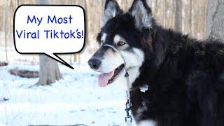 My Dog's Most Viral Tiktok Videos!