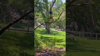 Being Freeman#ninja #training #climbing #handstand #handsbalance #acrobatics #parkour