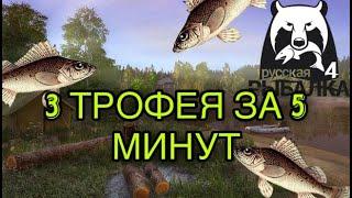 3 ТРОФЕЙНЫХ ЕРША ЗА 5 МИНУТ! Где и как ловить ерша на озере Комарином в Русской Рыбалке 4.