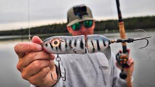 GIGANTIC TOPWATER MUSKY!! - Ultra Shallow Eagle Lake Muskies