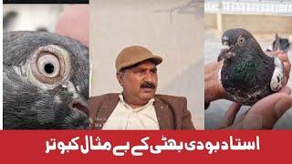 Awesome pigeons and amazing loft Ustad Bodi Bhatti Lahore