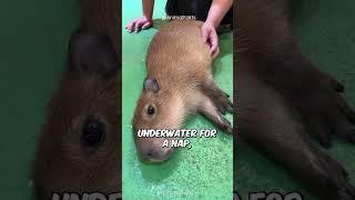 World’s Chillest Animal: Capybara #shorts #capybara #capivara