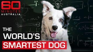 Meet the smartest dog in the world | 60 Minutes