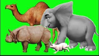 Green Screen Animal Running Video #greenscreen #animal #stampede #animalrun