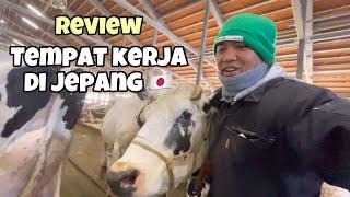 TEMPAT KERJA BAJIDOT DI JEPANG‼️kandang sapi | tki Jepang