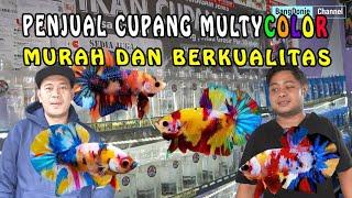 VIRAL !!! KIOS SPESIALIS IKAN CUPANG MULTYCOLOR CUPANGNYA AJIB - AJIB DAN TERMURAH BROO