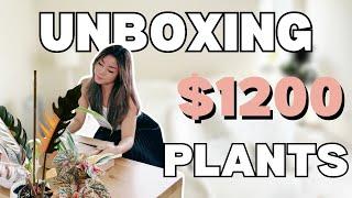 Unboxing $1200 of Plants! Carmel Marble & Snow Capped Begonia | Plant Chores | Houseplant Care Tips