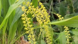 Dendrochilum formosanum in Bloom Rare Orchid Species Care Tips