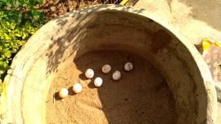 Arrangement of Star tortoise eggs for hatching