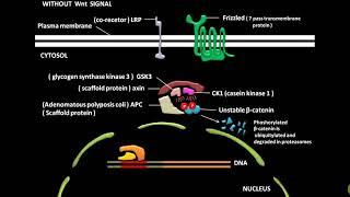 Wnt signaling pathway