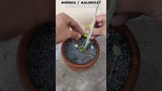 BONSAI MORINGA #tutorialsvideo #bonsailovers #gardening #plantslover #plantito #plantita