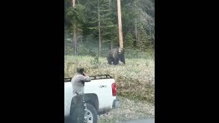 Медведь гризли нападает на работника в Йеллоустонском национальном паркеейнджер