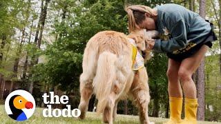 Golden Retriever Rescued After Living Outside For 8 Years | The Dodo