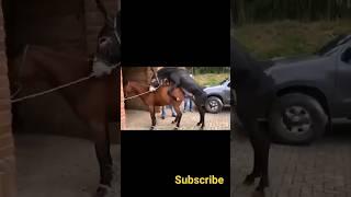 #youtube #horse #youtubeshorts #breeding mating ️️️