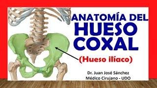  HUESO COXAL - HUESO ILÍACO, Anatomía. Fácil y Sencillo