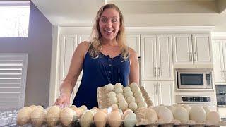 My Wife’s HUGE Egg Haul: Pasture Raised Duck & Chicken Eggs CHEAPER than the Store!