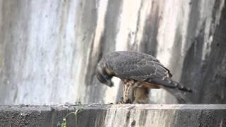 Young Peregrine Falcon "Bizbul" with prey...Mpls. Mn. in HD