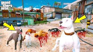 BEYAZ PİTBULL JACK YAVRULARINI YAMYAM KÖPEKLERDEN KURTARIYOR! - GTA 5