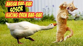 NGAKAK! Reaksi Lucu Kucing Oren Bar-bar Saat Disosor Angsa Bar-bar - Kucing Vs Angsa Vs Bebek