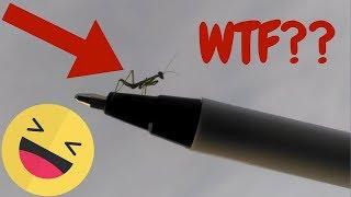Worlds smallest praying mantis ever found!!!