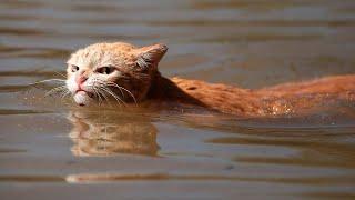 Кот каждый день плавает на противоположный берег реки, и возвращается обратно.. Причина вас поразит!