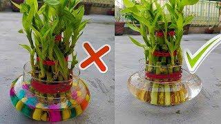 इन 4 गलतियों से बन रहा है आपका LUCKY BAMBOO, UNLUCKY || 4 MISTAKES THAT TURN LUCKY BAMBOO UNLUCKY