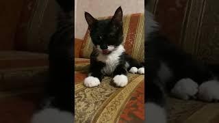 Удивительный котенок в поиске мама и пап