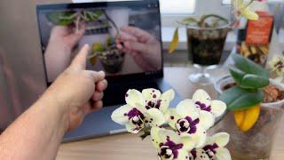 ПОГИБНУТ ЦВЕТУЩИЕ ОРХИДЕИ от ЭТОГО? / разделение орхидей и простой способ быстро размножить орхидеи