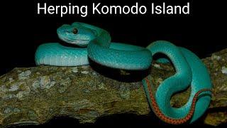 Herping Komodo Island - Dragons and Blue Pit Vipers