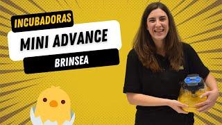  Manual incubadoras MINI ADVANCE de BRINSEA