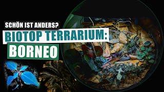 Borneo Biotop Terrarium im BiOrb - wir Bauen was Besonderes