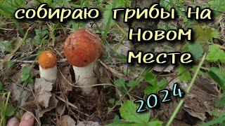 Собираю грибы на новом месте 2024