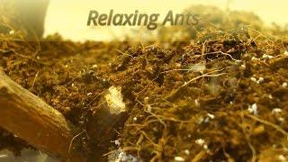 Relaxing Ants. Messor Structor in the terrarium