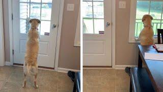 Excited Dog Couldn't Wait For Her Daily Walk