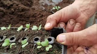 Spring Planting at Hartshorn Farm