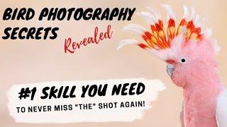 Bird Photography - #1 Skill You Need To Never Miss "The" Shot Again!