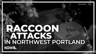 Video shows aggressive raccoon attack in a Northwest Portland neighborhood