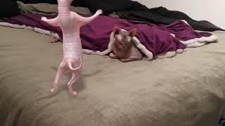 Sphynx Dance