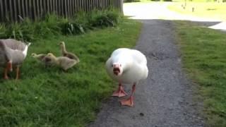 Angry hissing goose