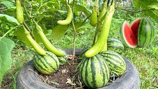 Wow! Surprising Techniques How to transplant watermelon with eggplant to get 100% fruit