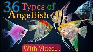 36 Different Types of Angelfish You Should Know About! (Pterophyllum)