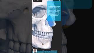 Visual Anatomy 3D -  Facts about the Nasal septal cartilage