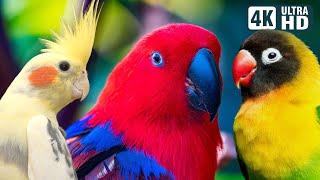 Wonderful Small Parrots | Soothing Nature Scenes | Stress Relief | Relaxing Bird Sounds | Calm Time