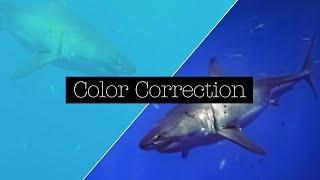 Color Correction for Underwater Video with the Channel Mixer Effect in Adobe Premiere Pro