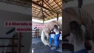 Horse Breeding season short video like share subscribe  2