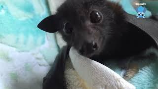 Cutest little Black Flying-Fox pup:  this is Cutie Patootie