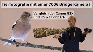 Canon G3X für die Tierfotografie - Vergleich einer 700€ Bridgekamera mit Canon R5 und EF 600 f/4