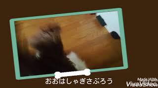 ぺったんこダックスのさぶろう、もっとぺったんこに